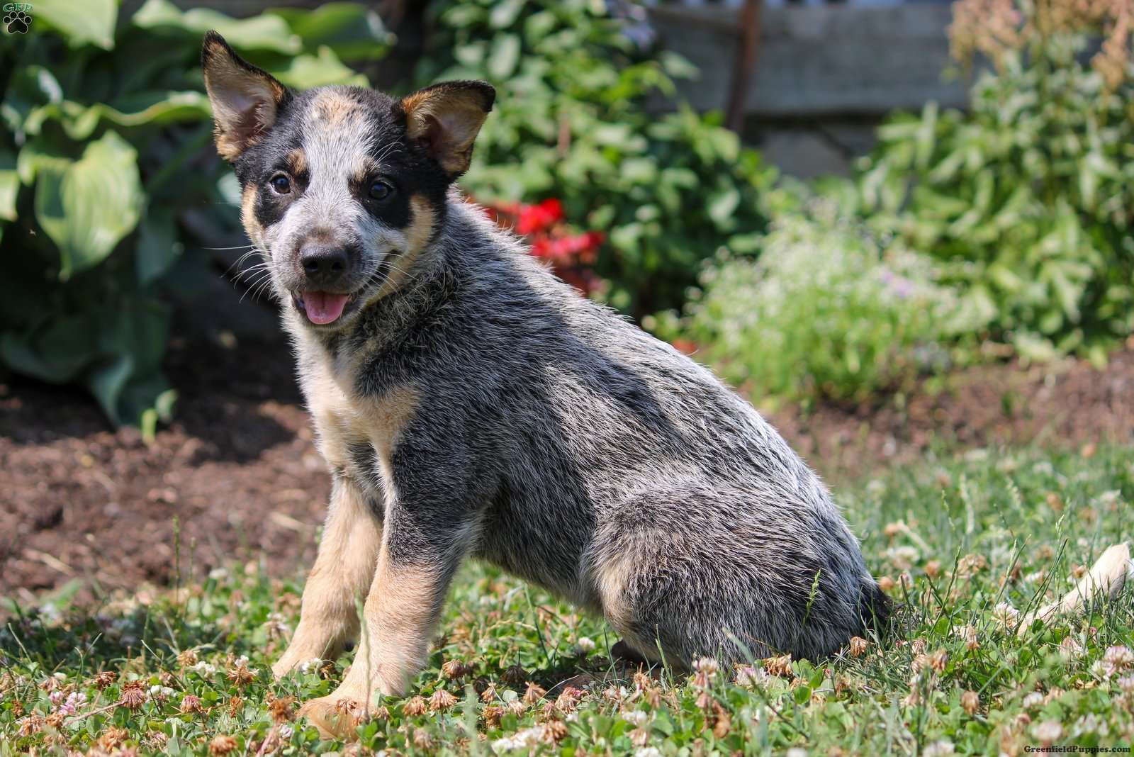 Mel - Blue Heeler – Australian Cattle Dog Puppy For Sale in Pennsylvania