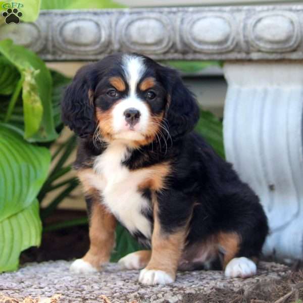 Melvin, Miniature Bernese Mountain Dog Puppy