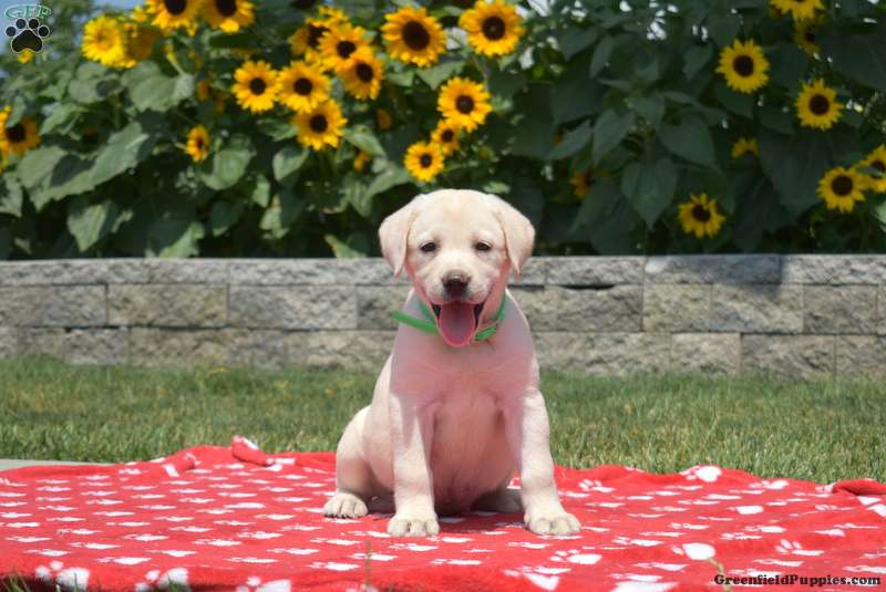 Mia - Yellow Labrador Retriever Puppy For Sale in Pennsylvania