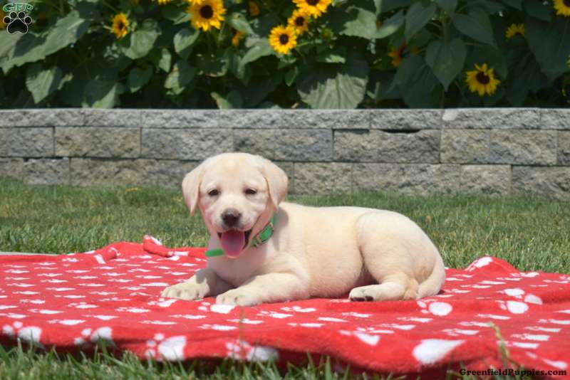 Mia - Yellow Labrador Retriever Puppy For Sale in Pennsylvania