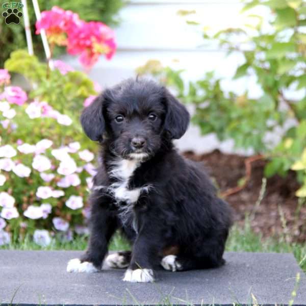 Mia, Corgipoo Puppy