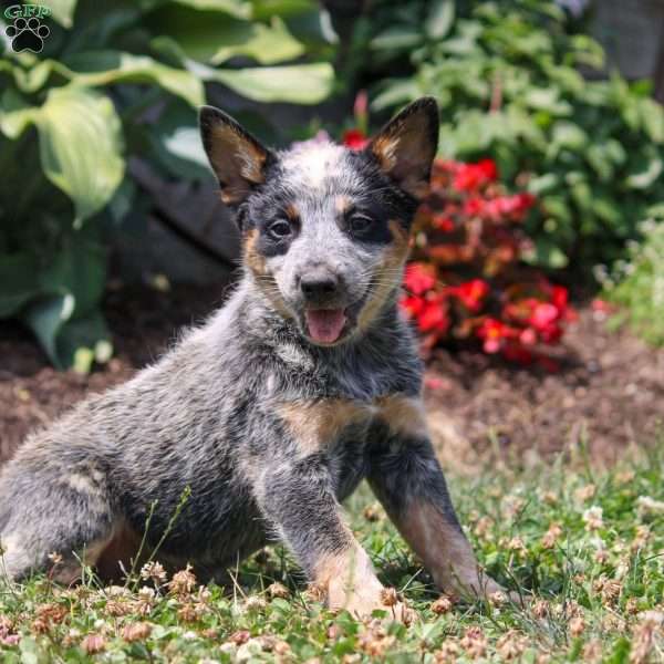 Mickey, Blue Heeler – Australian Cattle Dog Puppy