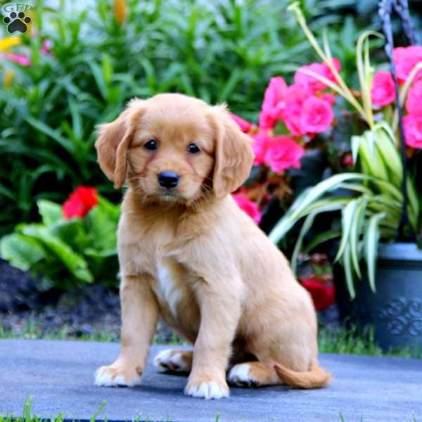 Mickey, Miniature Golden Retriever Puppy