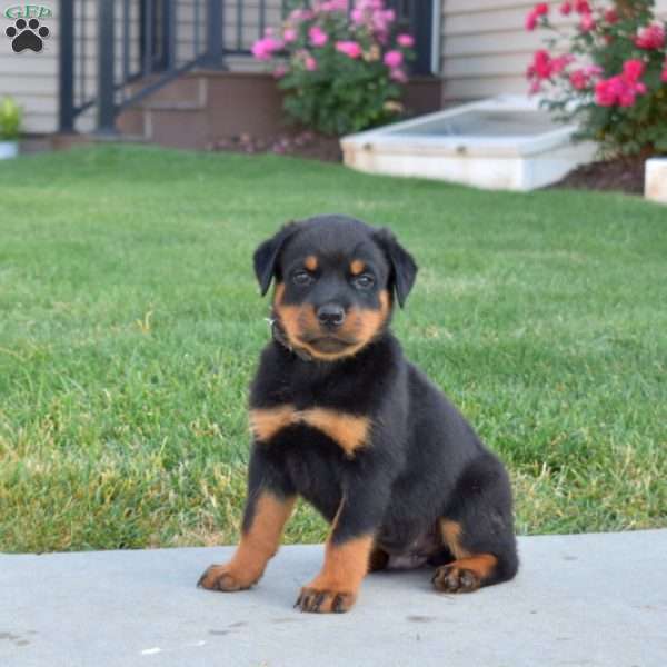 Midnight, Rottweiler Puppy