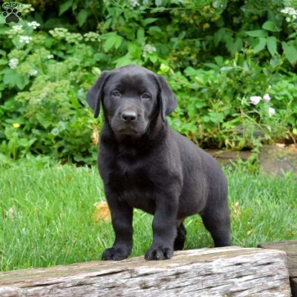 Midnight, Black Labrador Retriever Puppy