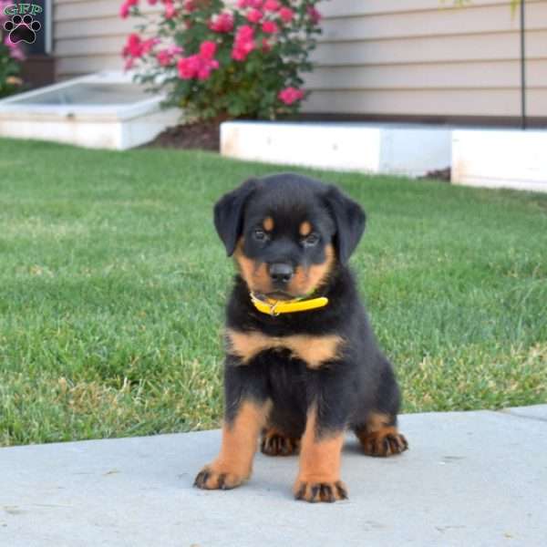 Mikey, Rottweiler Puppy