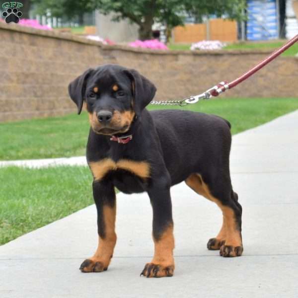 Miley, Rottweiler Puppy