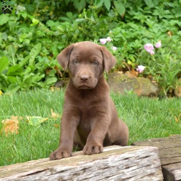 Milky Way, Chocolate Labrador Retriever Puppy