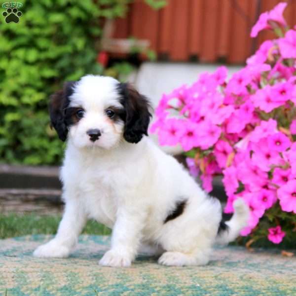 Milly, Cavapoo Puppy