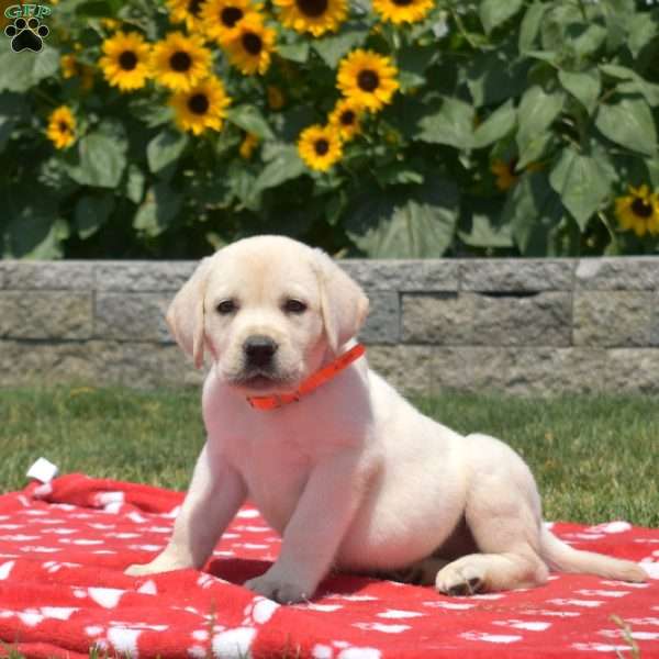 Milo, Yellow Labrador Retriever Puppy