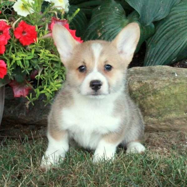 Milo, Pembroke Welsh Corgi Puppy