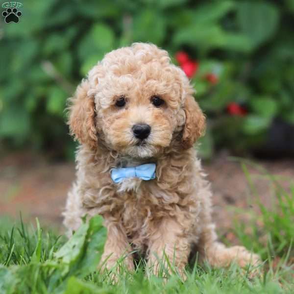 Milo, Miniature Poodle Puppy