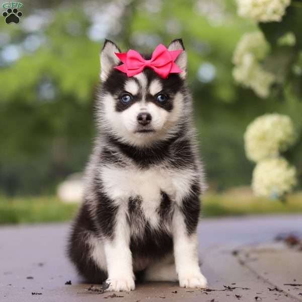 Mimi, Pomsky Puppy