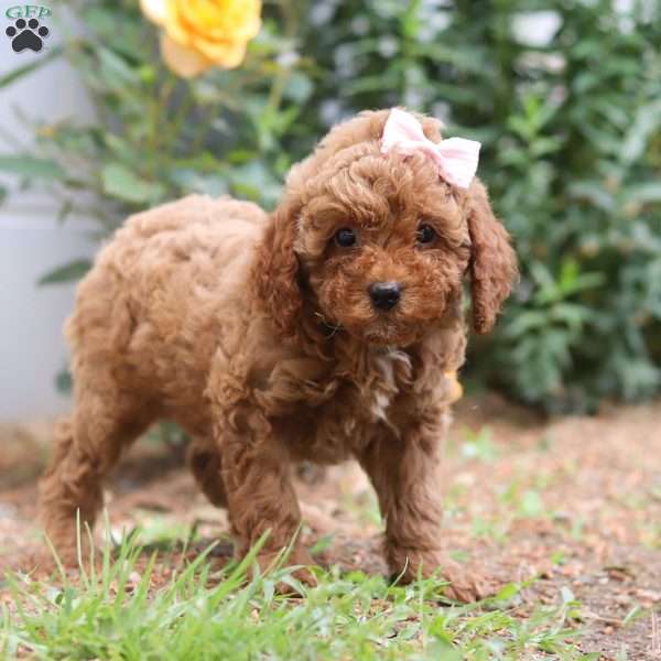 Mimi, Miniature Poodle Puppy