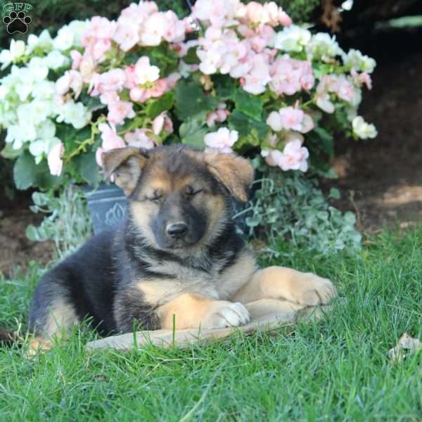 Mimi, German Shepherd Puppy