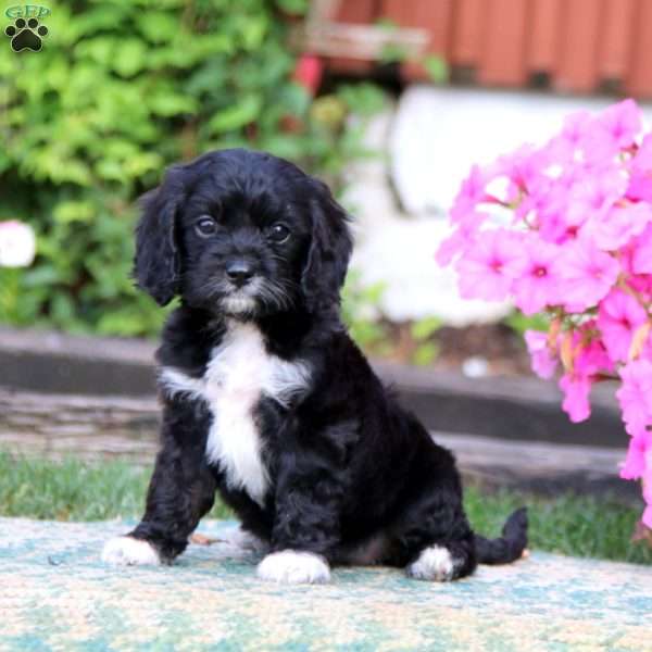 Minnie, Cavapoo Puppy