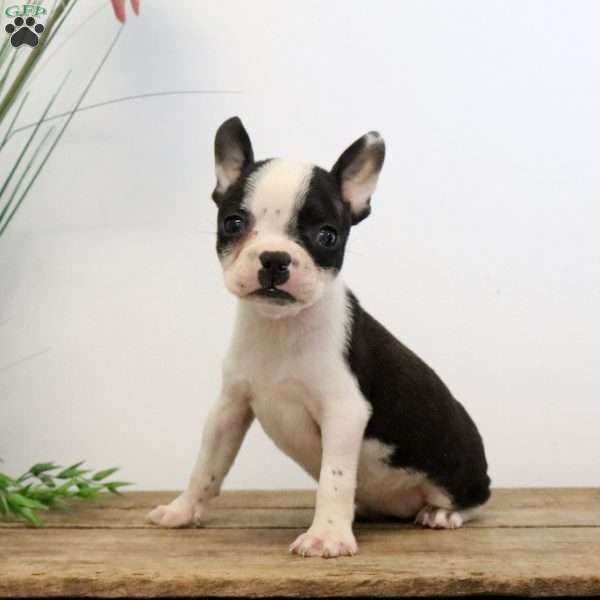 Miranda, Boston Terrier Puppy