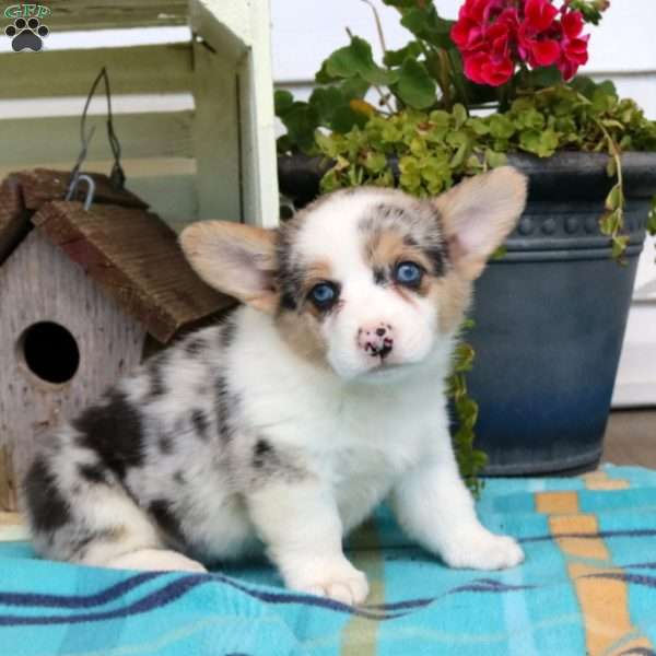 Miranda, Pembroke Welsh Corgi Puppy