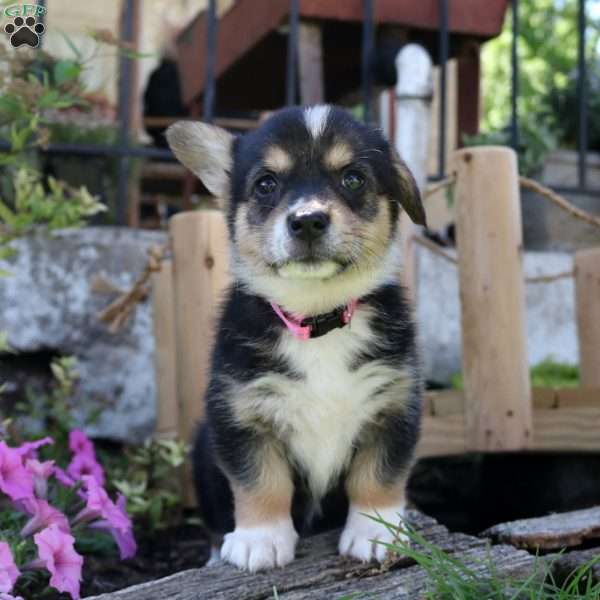 Missy, Pembroke Welsh Corgi Puppy