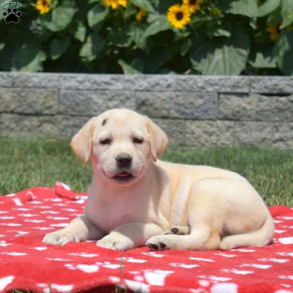 Misty, Yellow Labrador Retriever Puppy