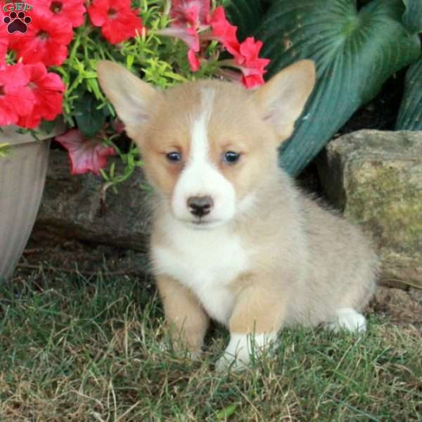 Misty - Pembroke Welsh Corgi Puppy For Sale in Pennsylvania