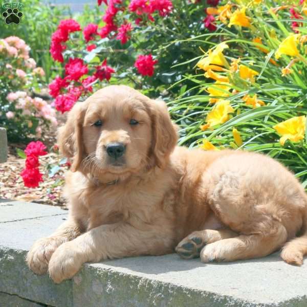 Misty, Golden Retriever Puppy