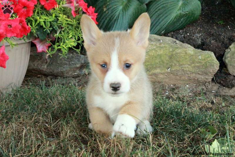 Misty - Pembroke Welsh Corgi Puppy For Sale in Pennsylvania