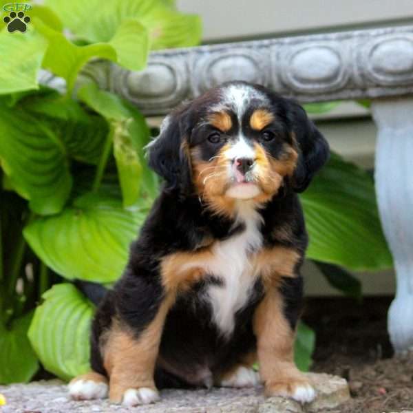 Mitch, Miniature Bernese Mountain Dog Puppy