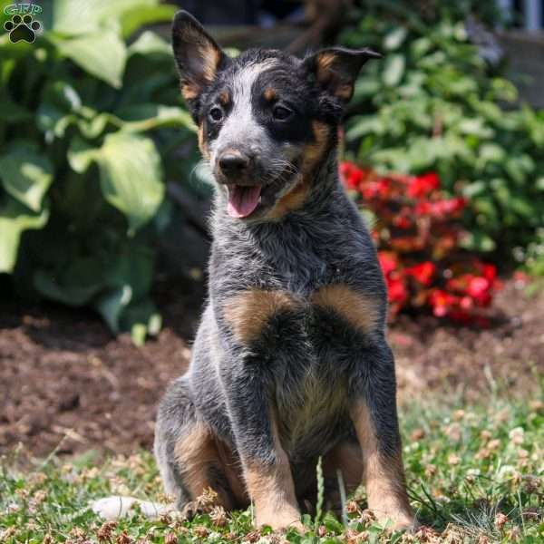 Mitzi, Blue Heeler – Australian Cattle Dog Puppy