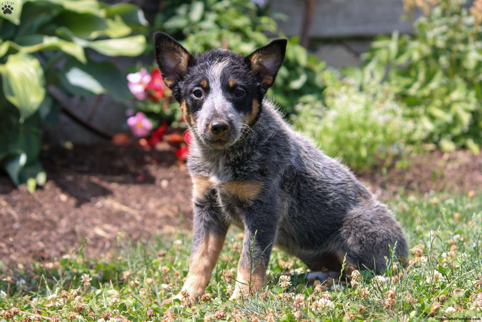 Mitzi - Blue Heeler – Australian Cattle Dog Puppy For Sale in Pennsylvania