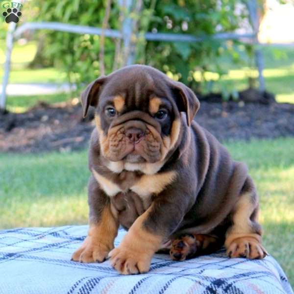 Mocha, English Bulldog Puppy