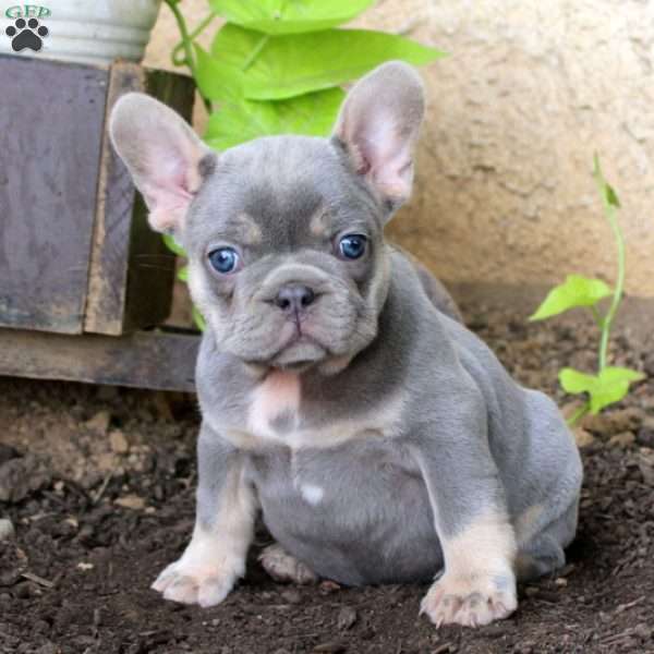 Molly, French Bulldog Puppy