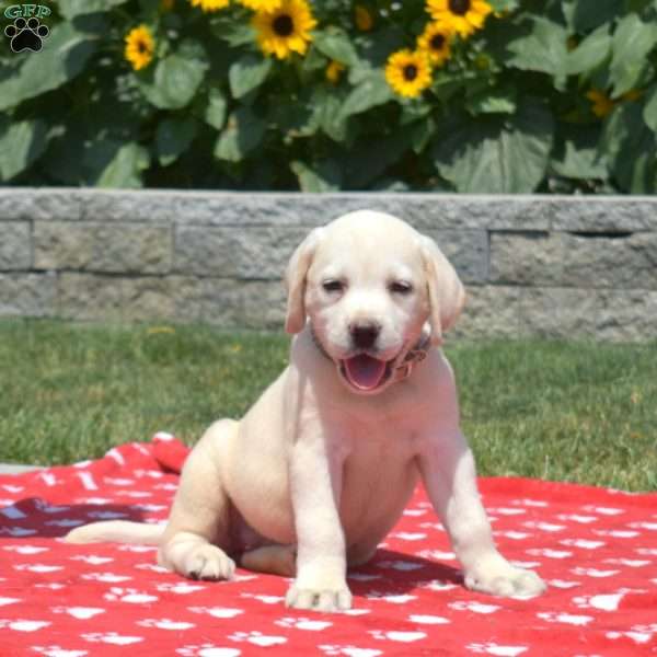 Molly, Yellow Labrador Retriever Puppy