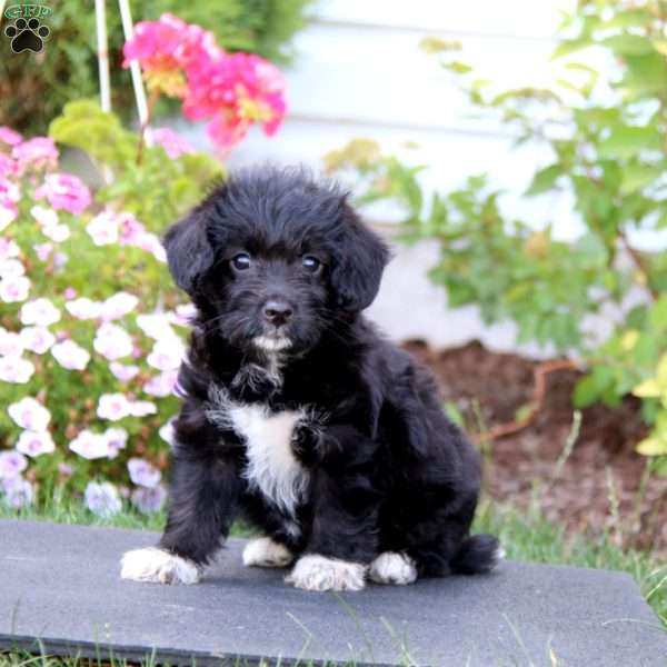 Molly, Corgipoo Puppy