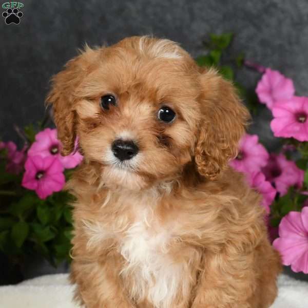 Molly, Cavapoo Puppy