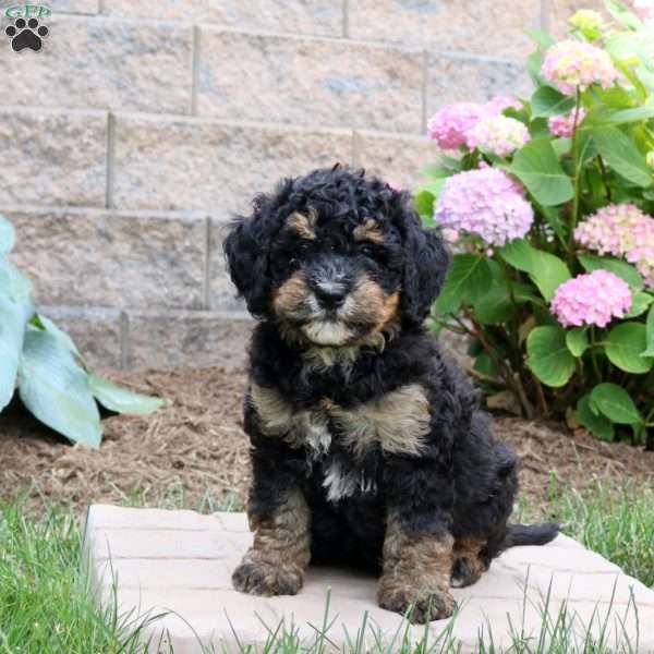 Monica, Mini Bernedoodle Puppy