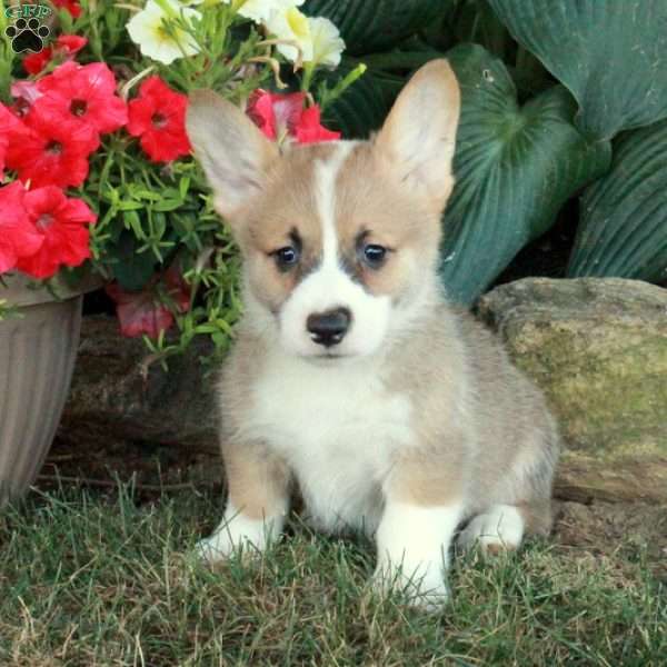 Monty, Pembroke Welsh Corgi Puppy