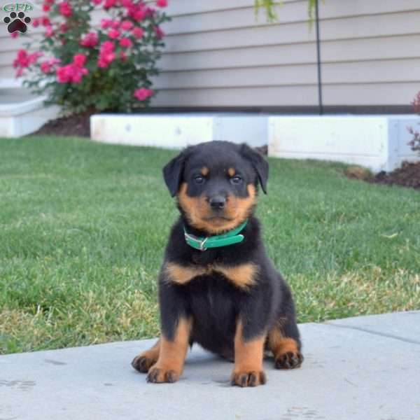 Moose, Rottweiler Puppy