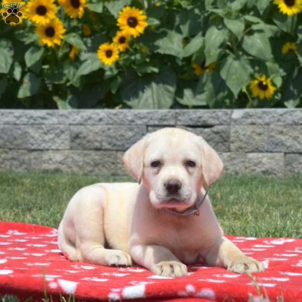 Moose, Yellow Labrador Retriever Puppy