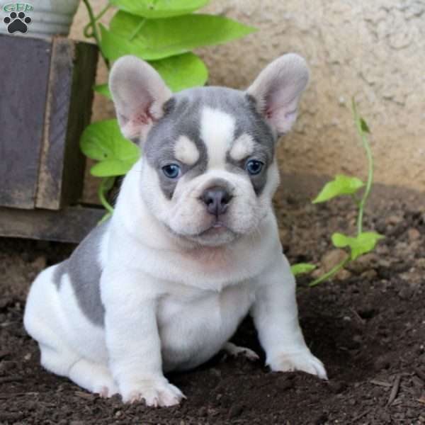 Moose - French Bulldog Puppy For Sale in Pennsylvania