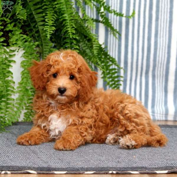 Morgan, Mini Goldendoodle Puppy