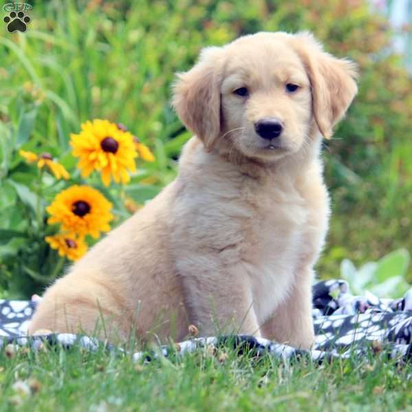 Moses, Golden Retriever Puppy