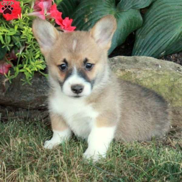 Mowgli, Pembroke Welsh Corgi Puppy