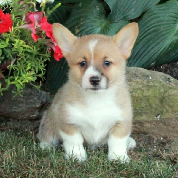 Moxie, Pembroke Welsh Corgi Puppy