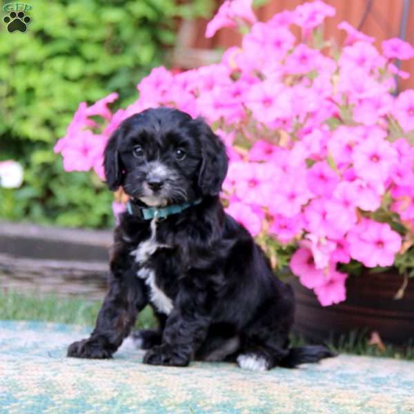 Muff, Cavapoo Puppy