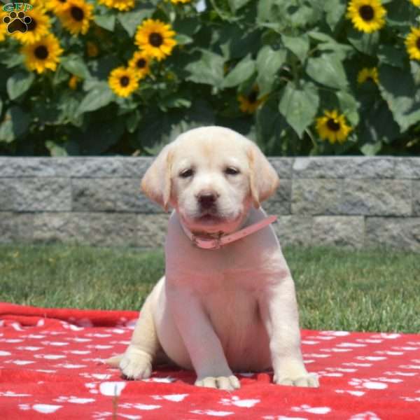 Muffin, Yellow Labrador Retriever Puppy