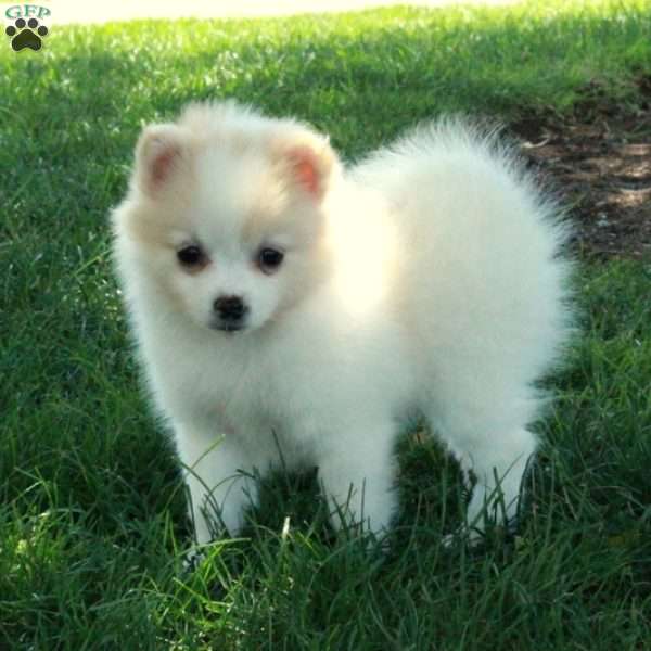 Muffin, Pomeranian Puppy