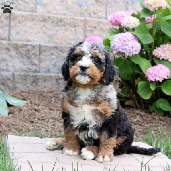 Myra, Mini Bernedoodle Puppy