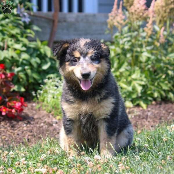 Myrtle, Blue Heeler – Australian Cattle Dog Puppy