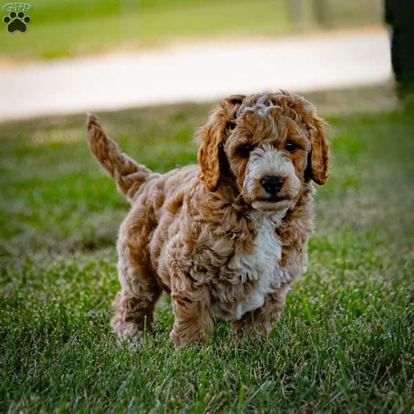 Nabisco, Mini Goldendoodle Puppy